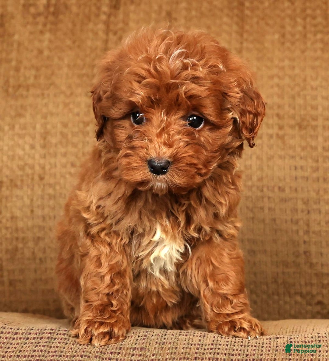 Mini Goldendoodle dogs for sale: Lisa - Ad 8