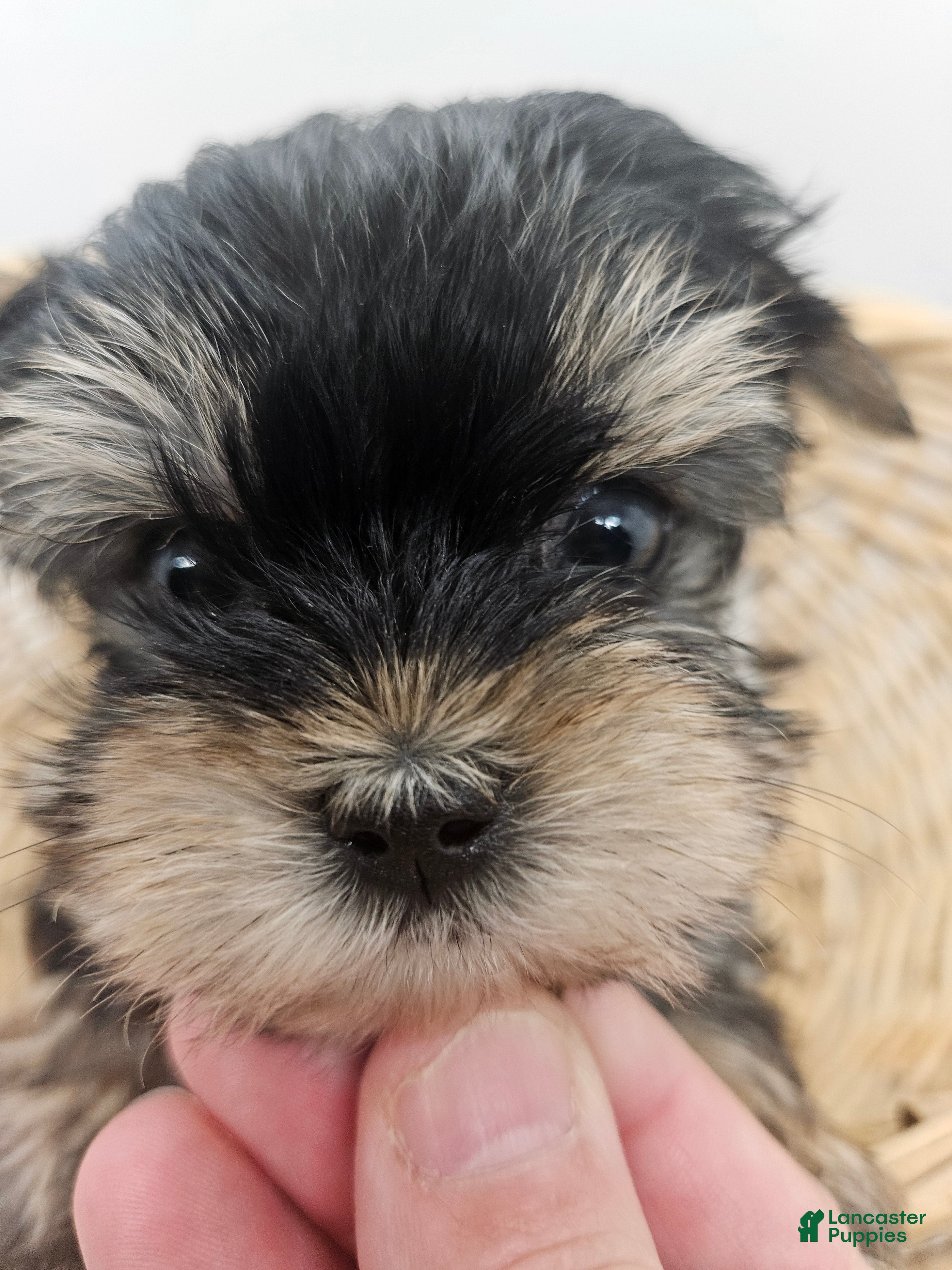 Yorkshire Terrier dogs Bailey (tcup size) - Ad 2