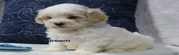 Shihpoo dogs for sale: Kamry - Ad 3