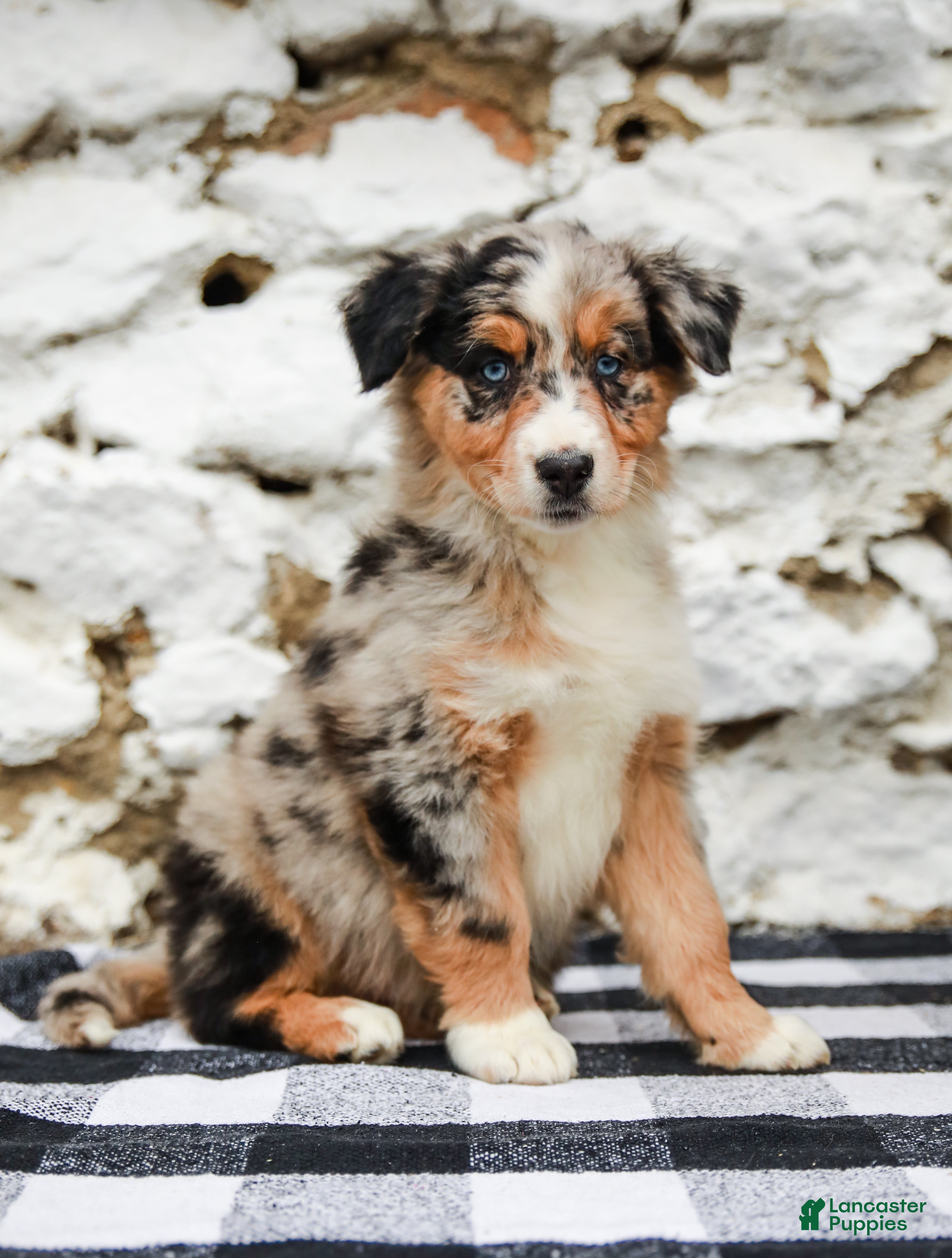 Australian Shepherd dogs Cody - Ad 2