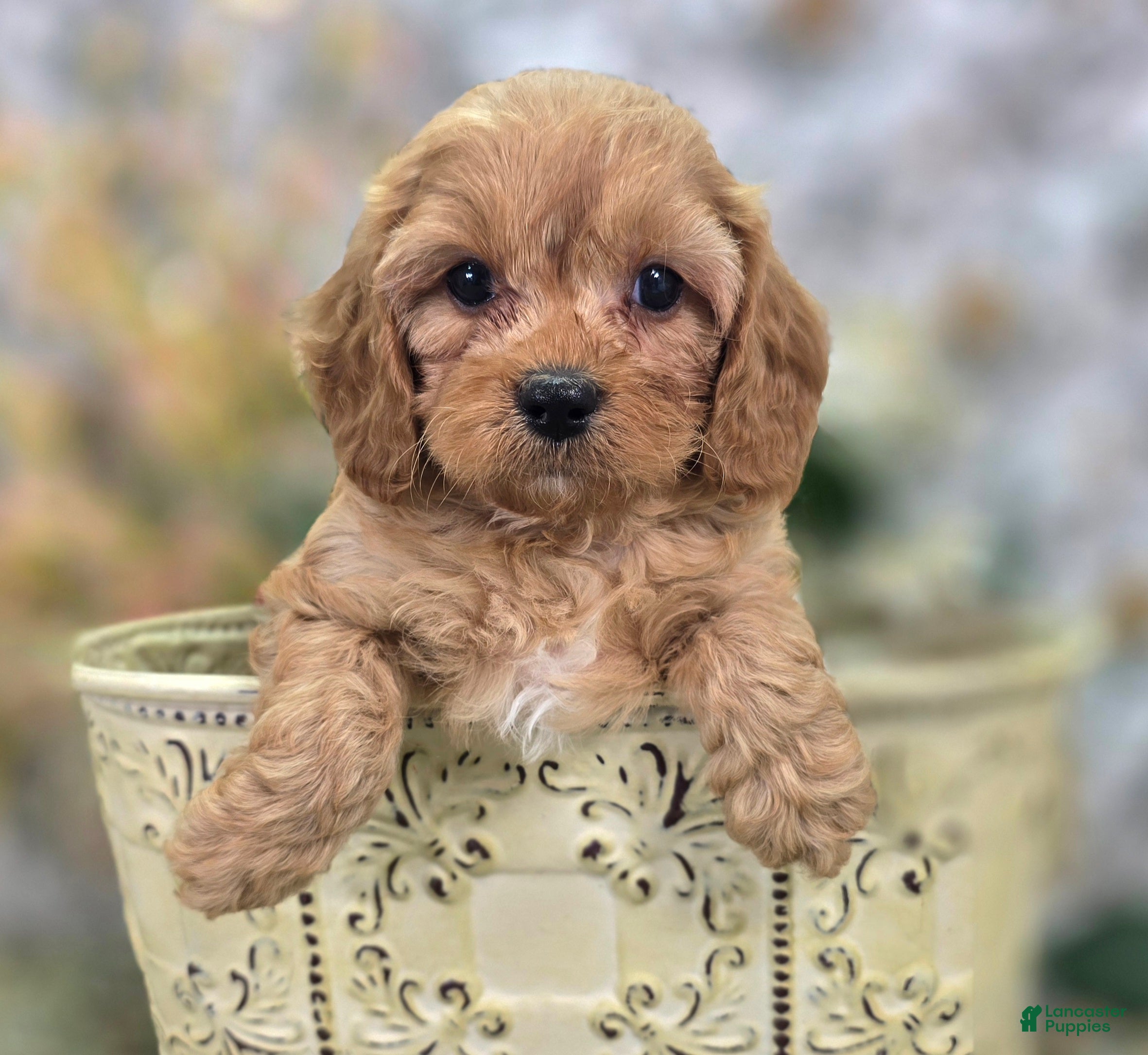 Cavapoo dogs Slate - Ad 12