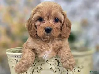 Cavapoo dogs Slate - Ad 16