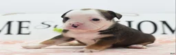 Mixed Breed dogs for sale: Queen - Ad 29
