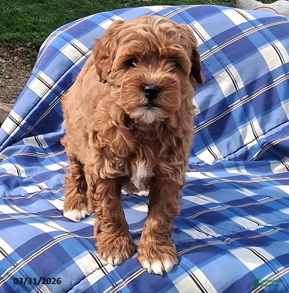 Mini Goldendoodle dogs Hazel - Ad 1