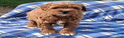 Mini Goldendoodle dogs for sale: Hazel - Ad 1