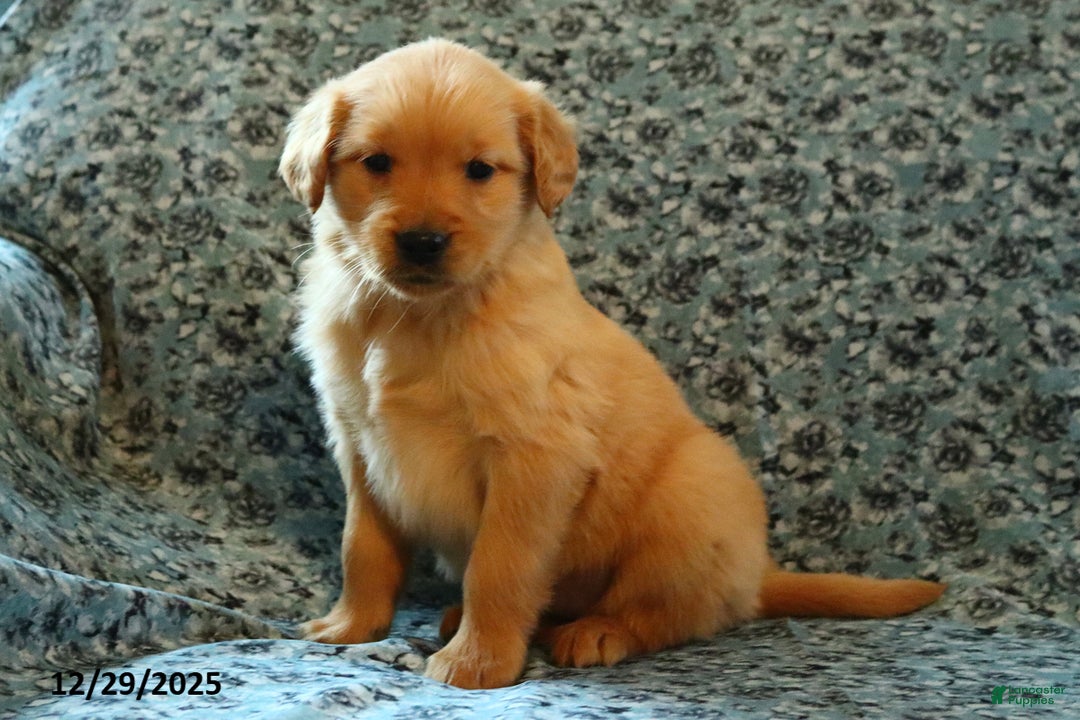 Golden Retriever dogs for sale: Honey - Ad 2