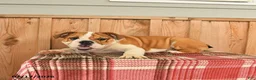 English Bulldog dogs for sale: Moose - Ad 3