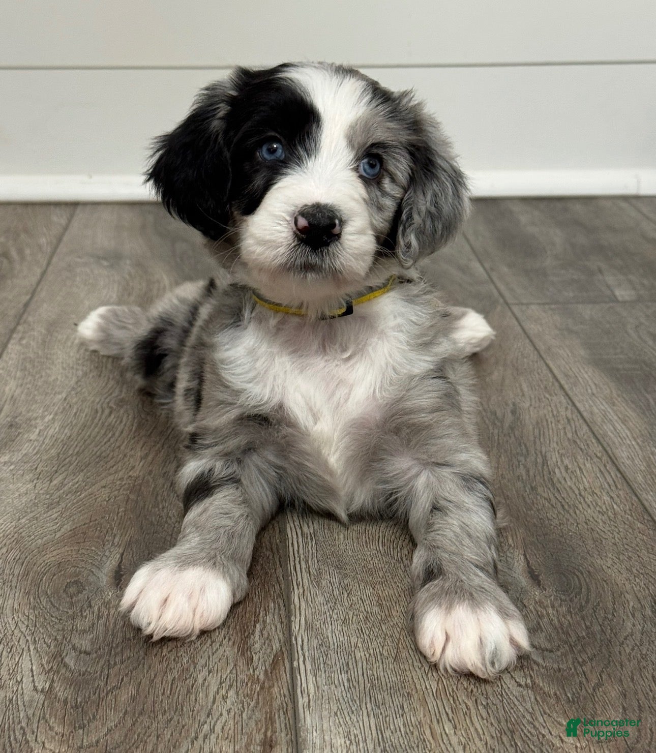 Aussiedoodle dogs for sale: Belle - Ad 20