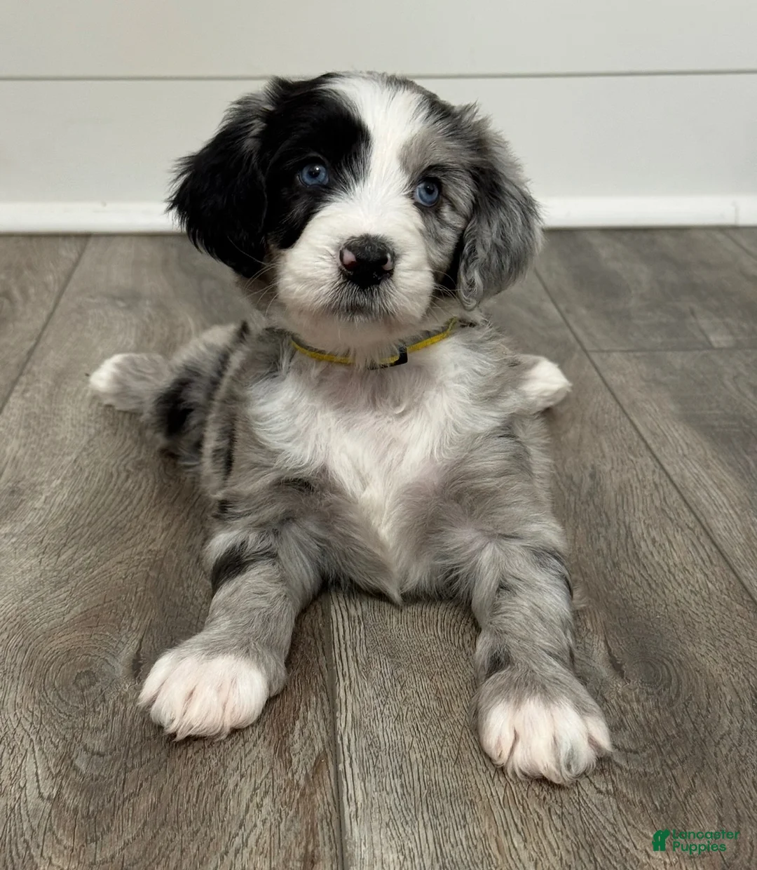 Aussiedoodle dogs for sale: Belle - Ad 1