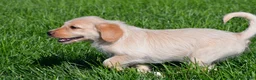 Labradoodle dogs for sale: Sadie - Ad 11