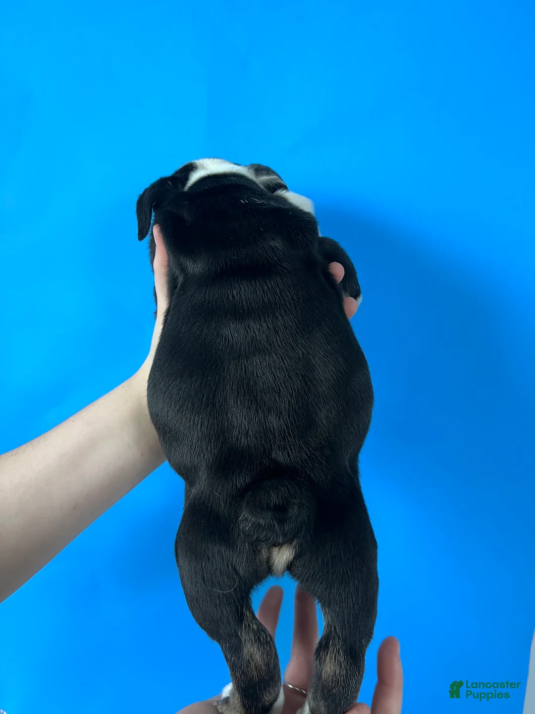 English Bulldog dogs for sale: Blackjack (Black Trindle) - Ad 4