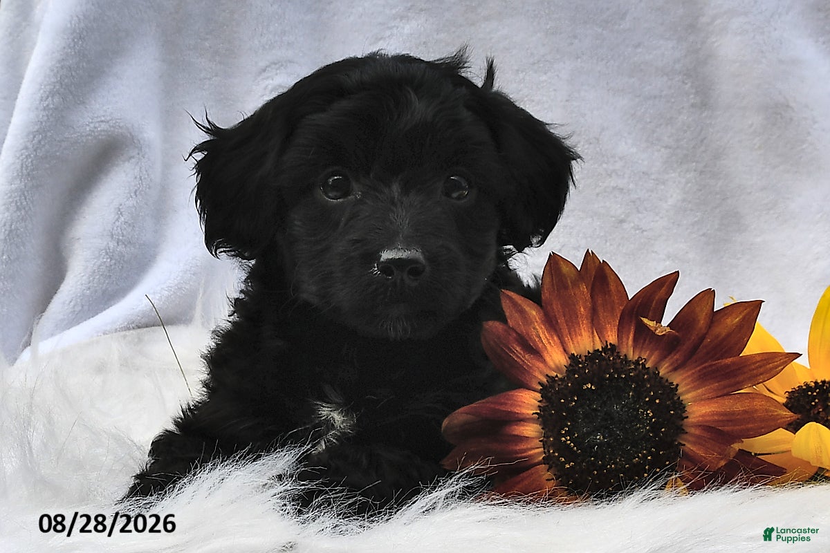 Morkie dogs Piper - Ad 2