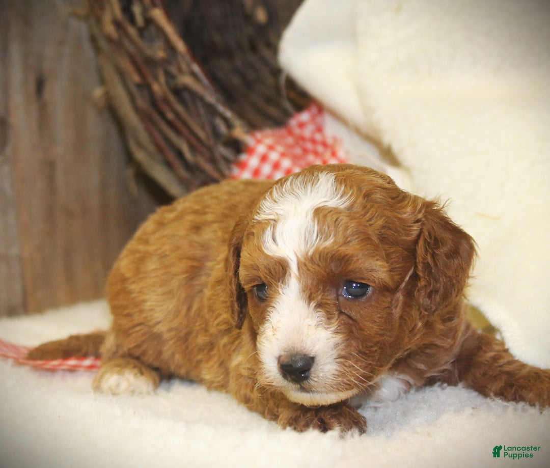 Cavapoo dogs for sale: Tex - Ad 4