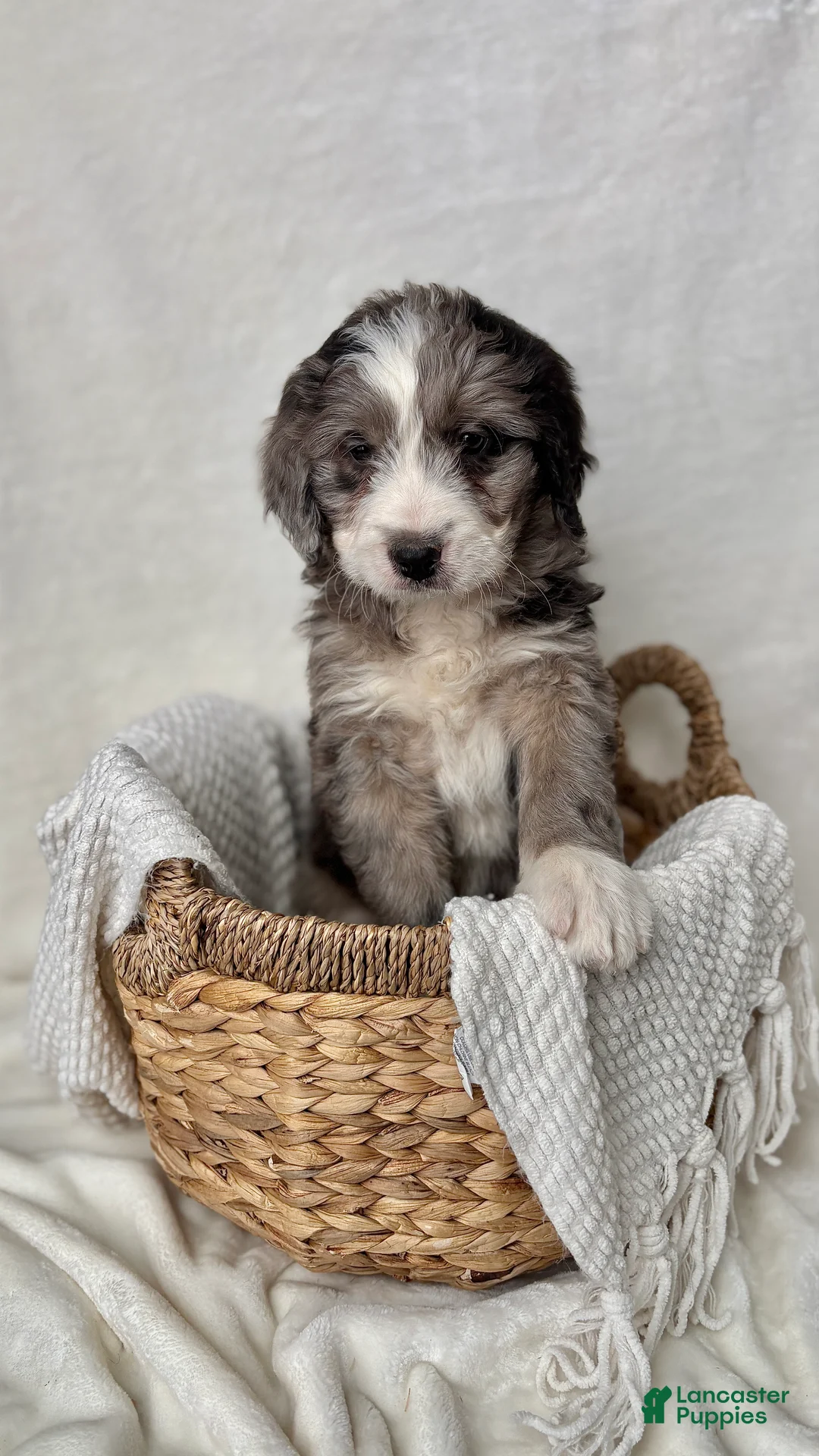 Bernedoodle dogs for sale: Rocky - Ad 7