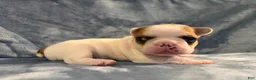 French Bulldog dogs for sale: French Bulldog 3 - Ad 6