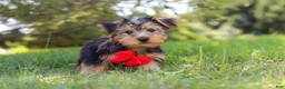 Morkie dogs for sale: Marcus - Ad 10