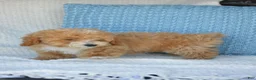 Mixed Breed dogs for sale: Simon - Ad 3