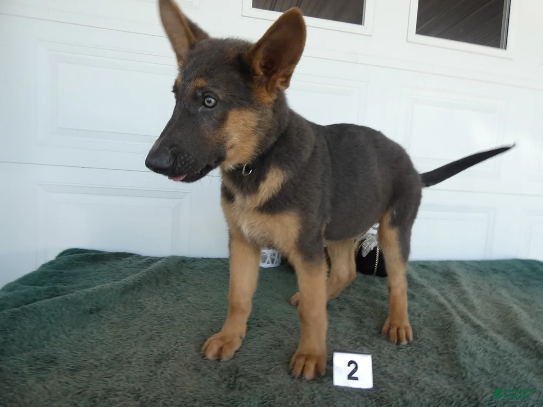 German Shepherd dogs for sale: German Shepherd 2 Max - Ad 2