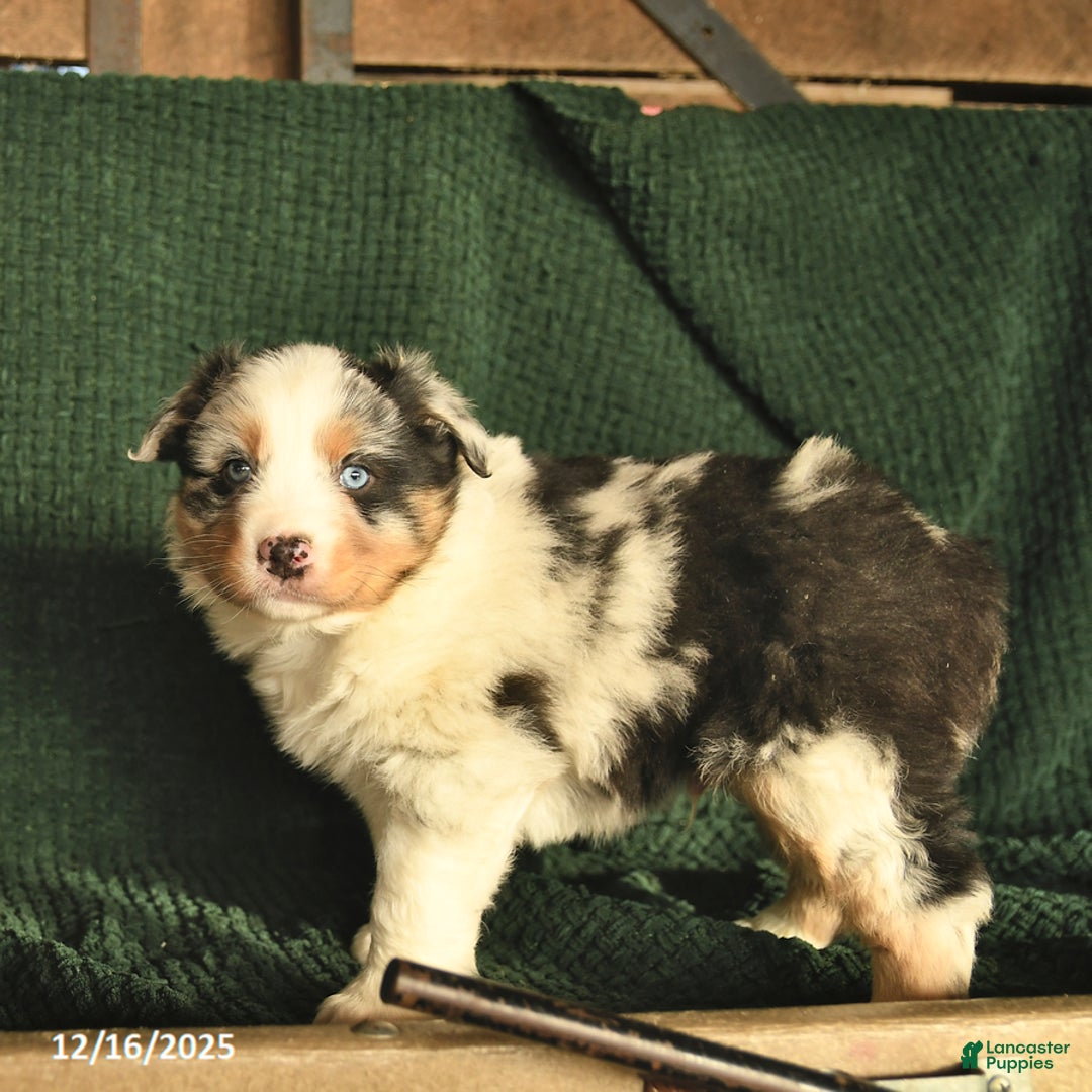 Australian Shepherd dogs for sale: Dixon  - Ad 5