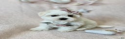 Maltese dogs for sale: Maltese Puppy 1 - Ad 1