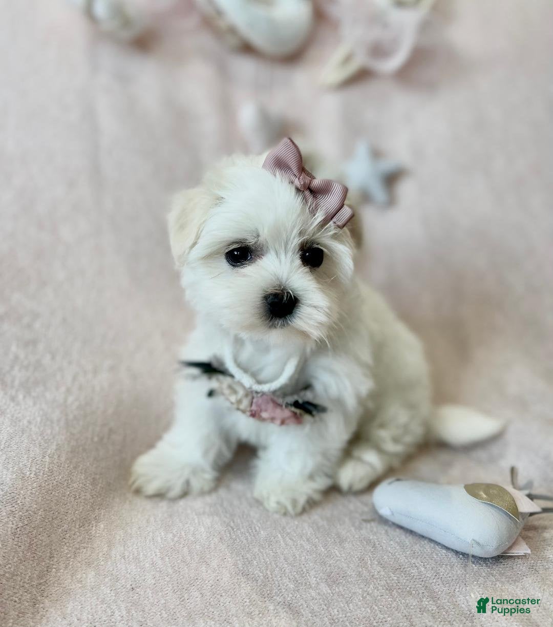 Maltese dogs for sale: Maltese Puppy 1 - Ad 1