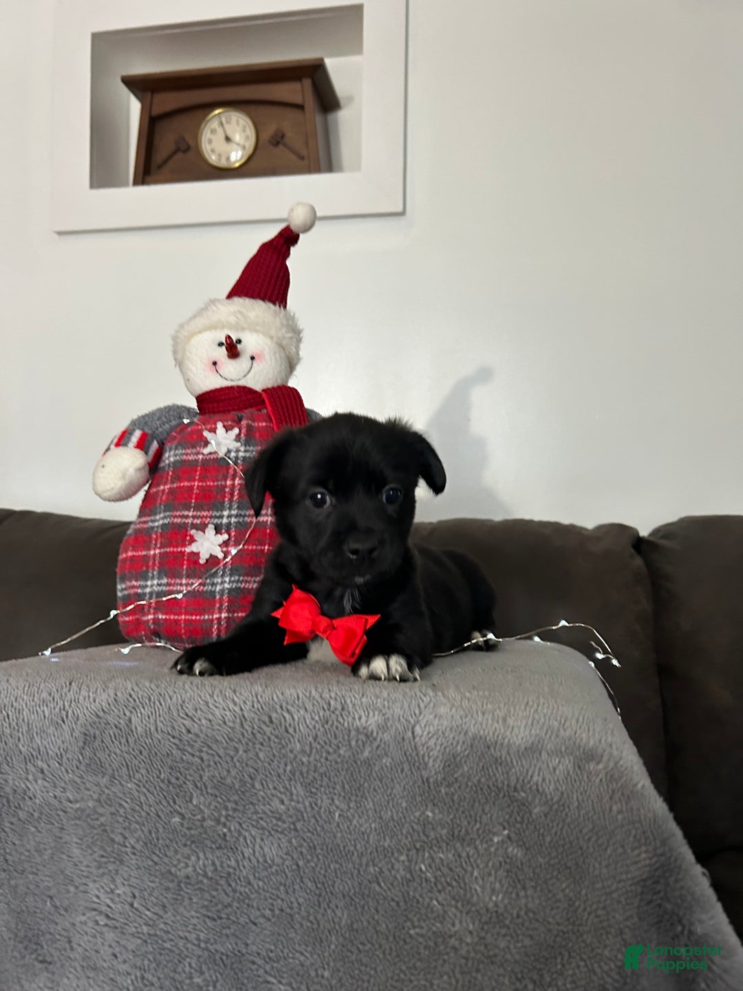 Mixed Breed dogs for sale: Coco - Ad 3