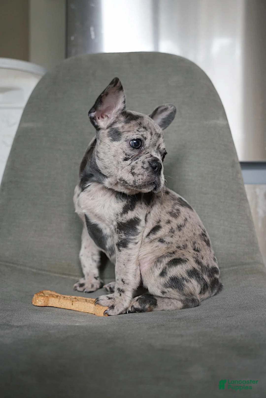 French Bulldog dogs for sale: Starry - Ad 5