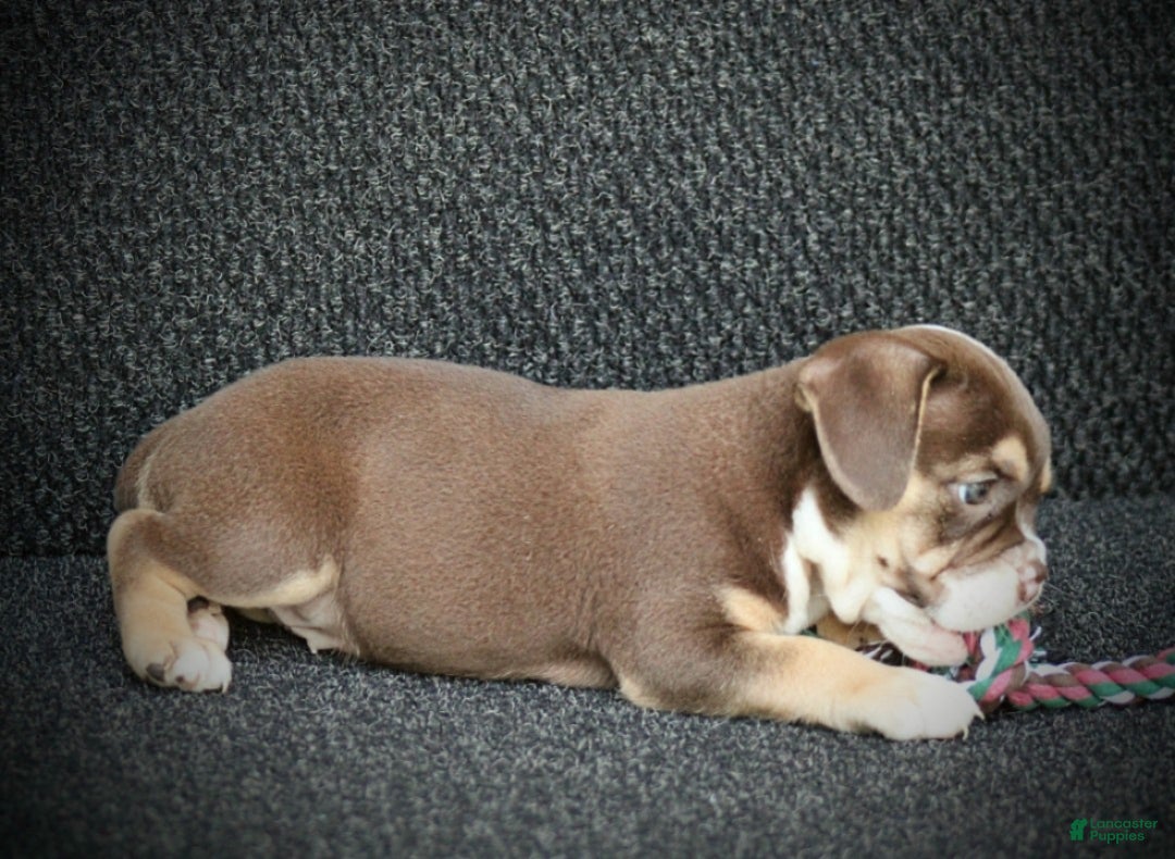 Beabull dogs Tootsie - Ad 2