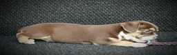 Beabull dogs for sale: Tootsie - Ad 2