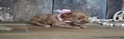 Maltipoo dogs for sale: Sara - Ad 2