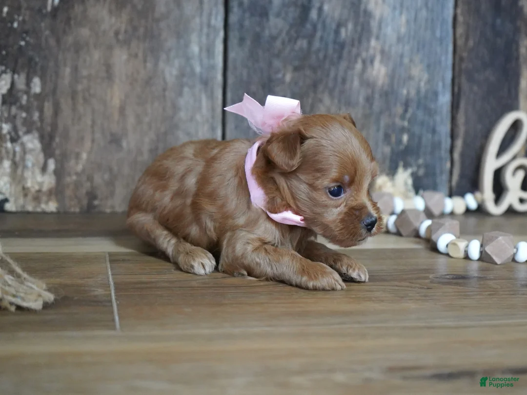 Maltipoo dogs for sale: Sara - Ad 2