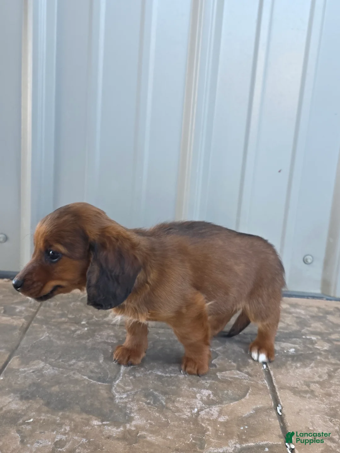 Miniature Dachshund dogs for sale: Tulip - Ad 4