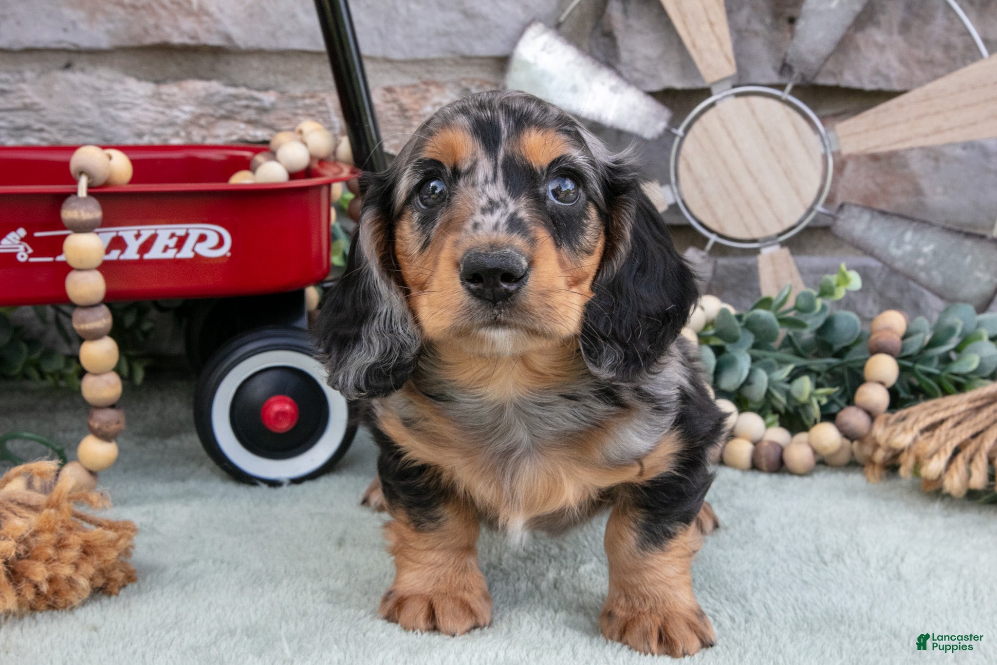 Miniature Dachshund dogs Marshall - Ad 2