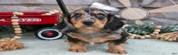 Miniature Dachshund dogs for sale: Marshall - Ad 2