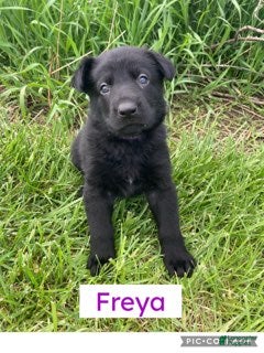German Shepherd dogs for sale: German Shepherd (Freya) - Ad 1