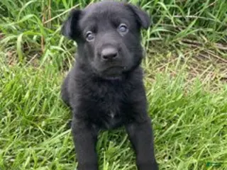 German Shepherd dogs for sale: German Shepherd (Freya) - Ad 1