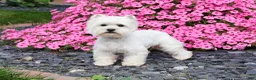 West Highland Terrier dogs for sale: Orli  - Ad 9