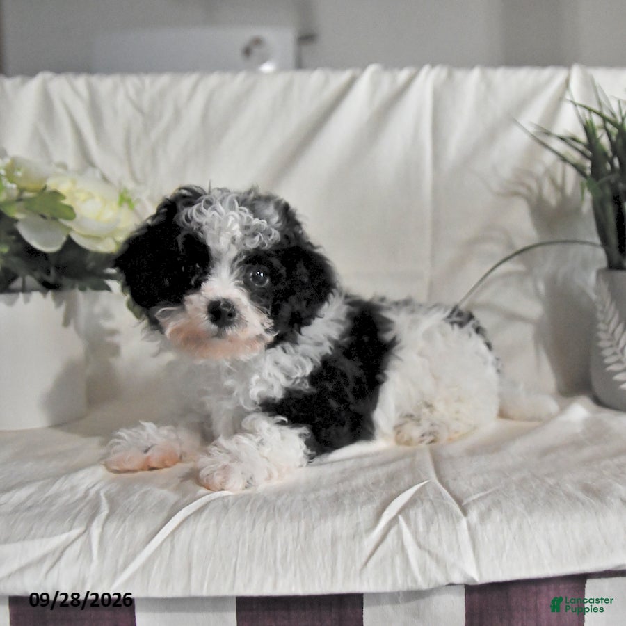 Maltipoo dogs Chip - Ad 2