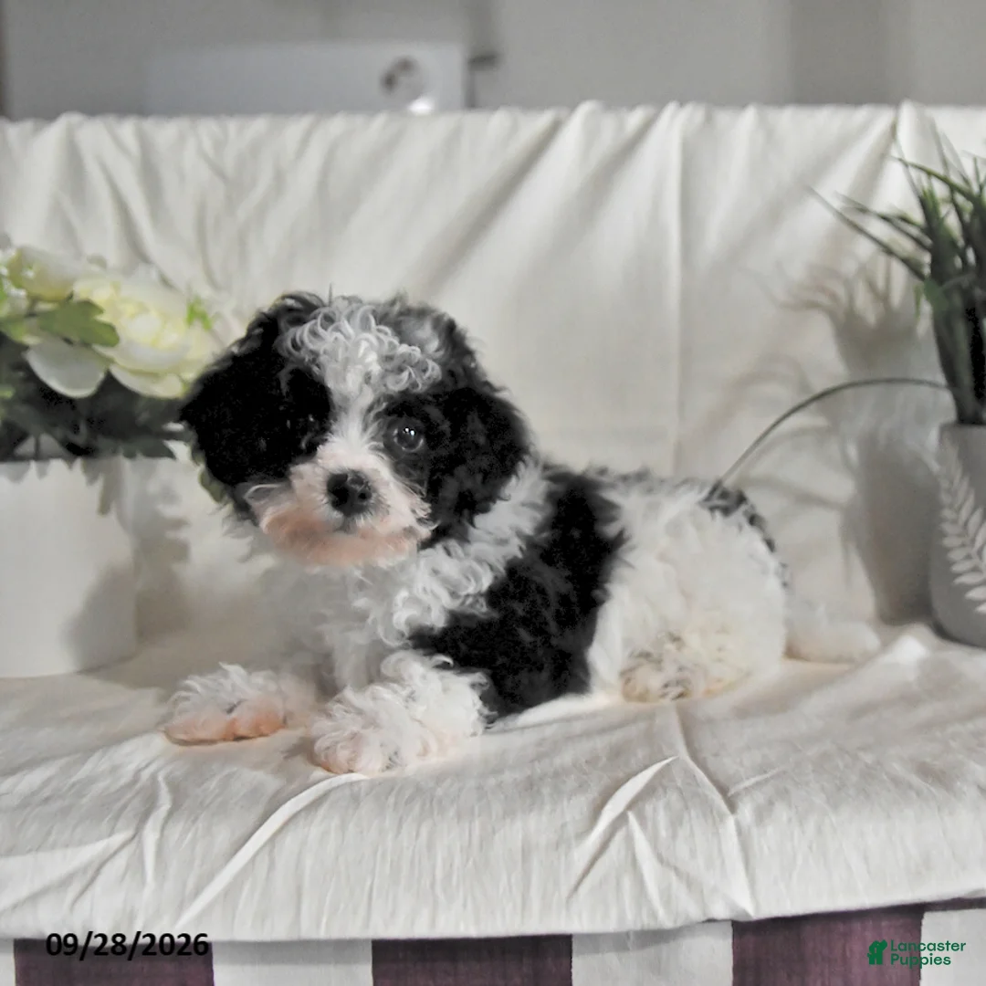 Maltipoo dogs for sale: Chip - Ad 2