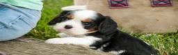 Cavalier King Charles Spaniel dogs for sale: Elliot - Ad 3