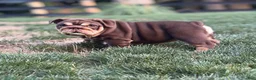 English Bulldog dogs for sale: Junie  - Ad 1