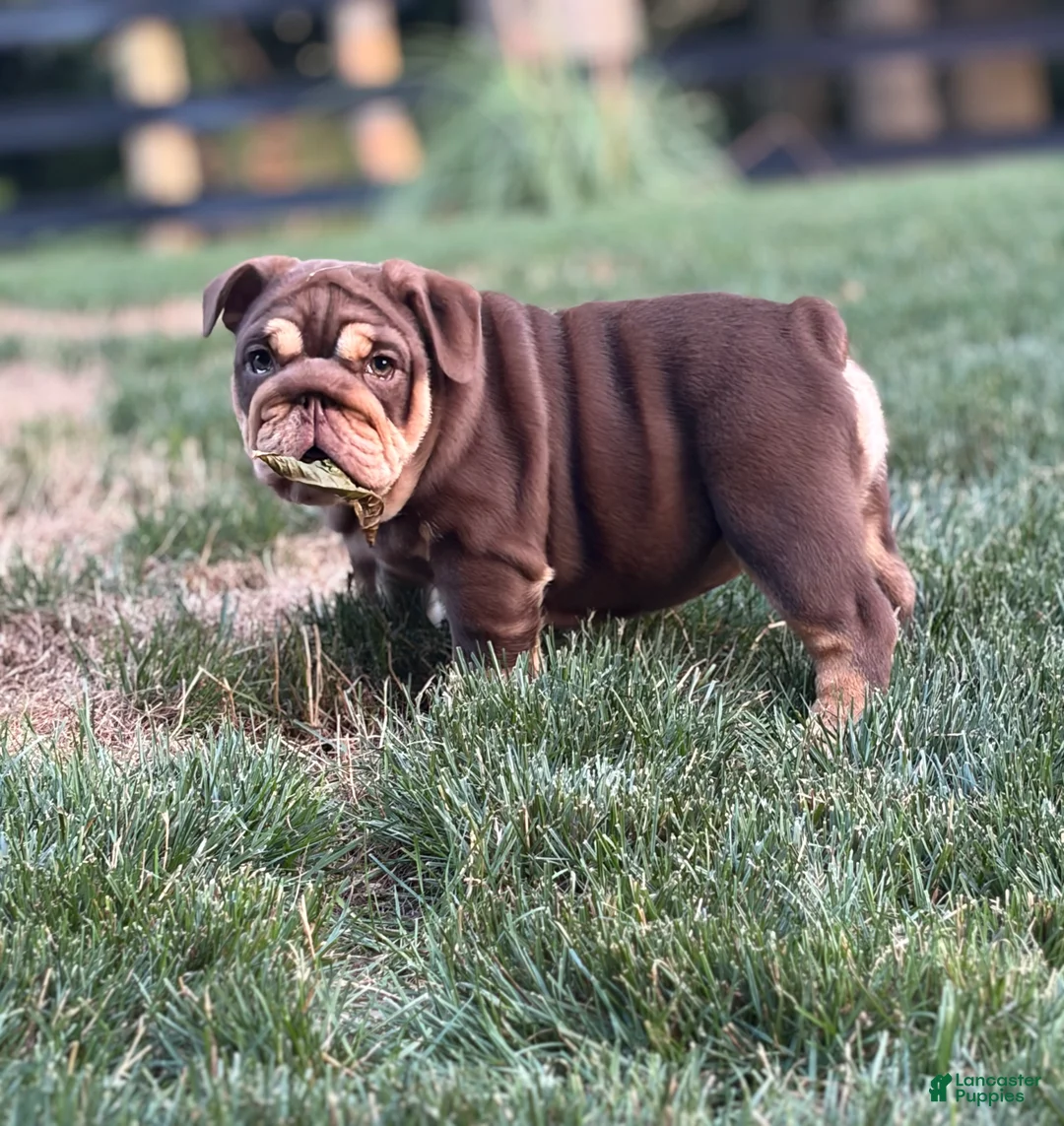 English Bulldog dogs for sale: Junie  - Ad 1
