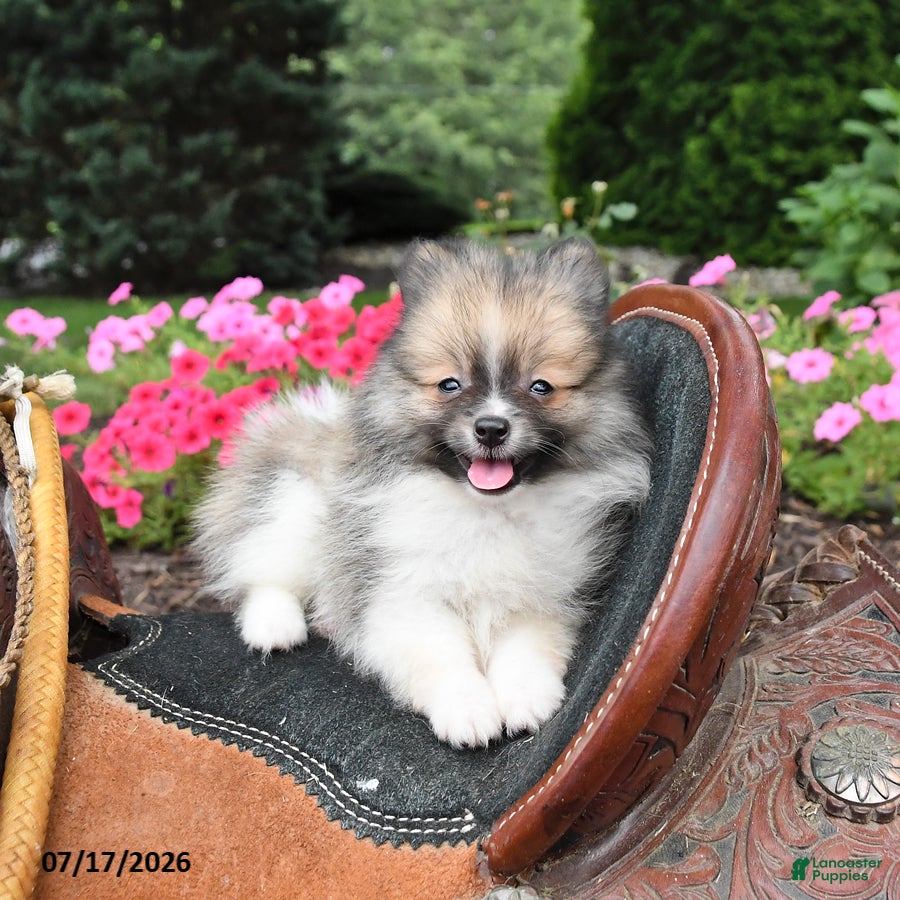 Pomeranian dogs Regina - Ad 1