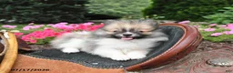 Pomeranian dogs for sale: Regina - Ad 1