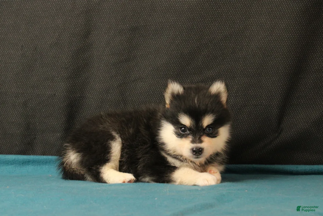 Pomsky dogs for sale: Silas - Ad 4