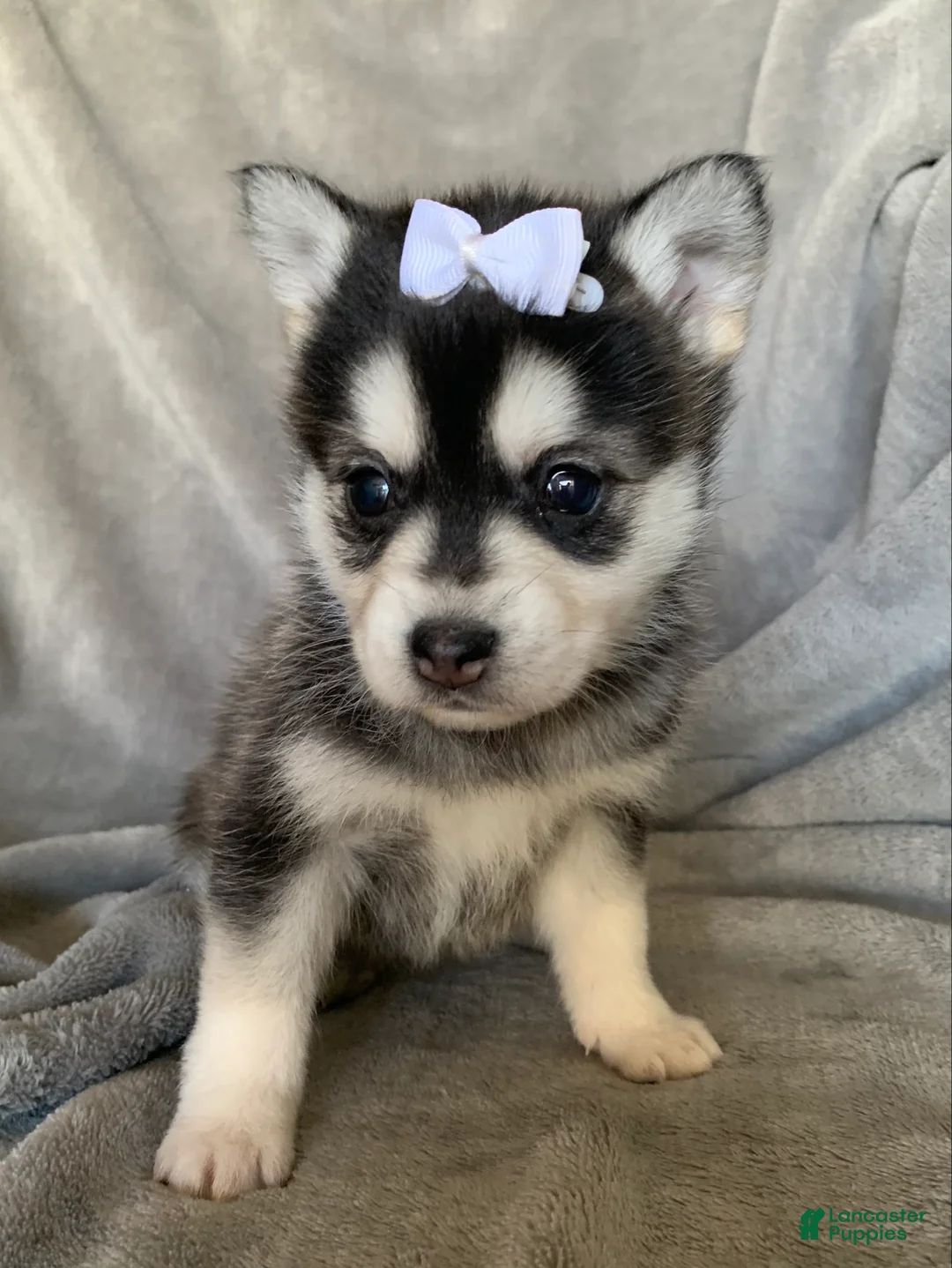 Alaskan Klee Kai dogs for sale: Petite Toy Husky~ Amazing Petunia~!!! - Ad 8