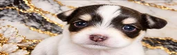 Miniature Schnauzer dogs for sale: Sprout - Ad 1