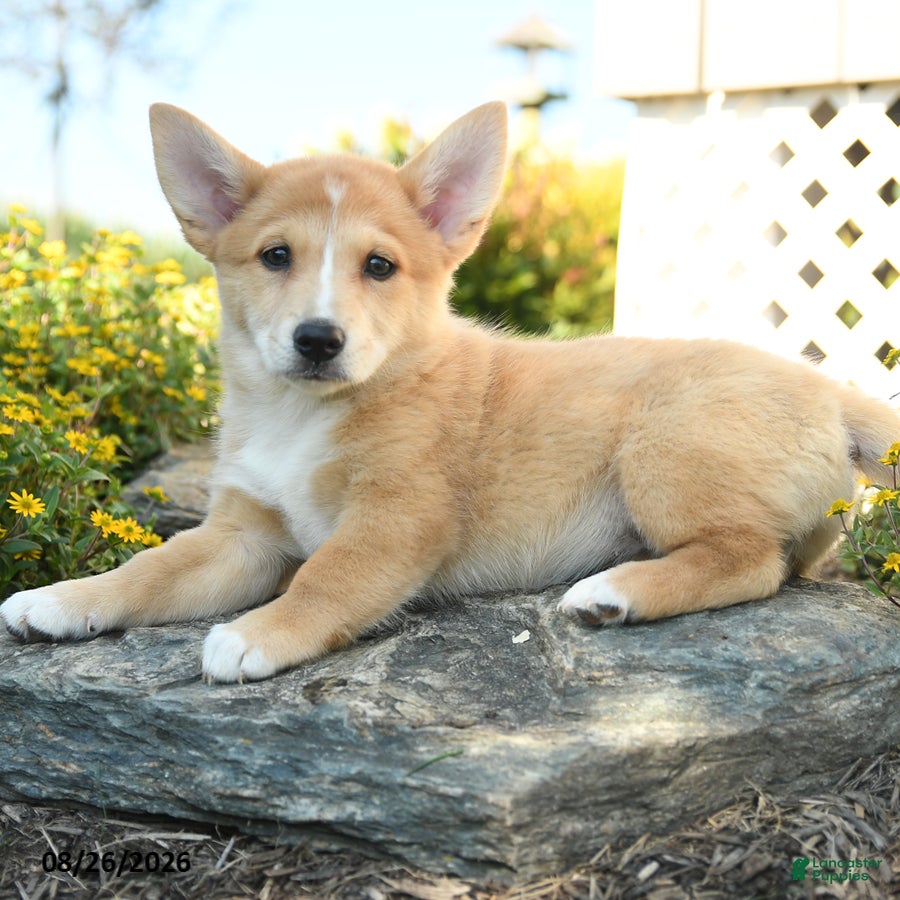 Welsh Corgi Pembroke dogs Claude - Ad 1