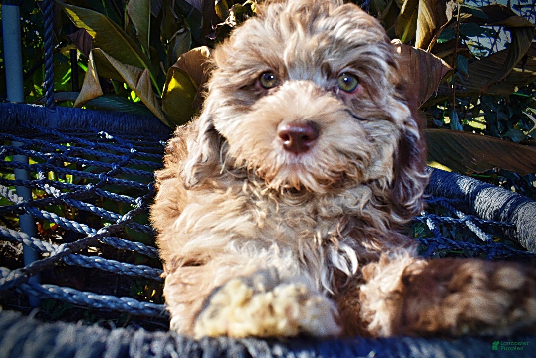 Havapoo dogs for sale: Jimbo - Ad 2