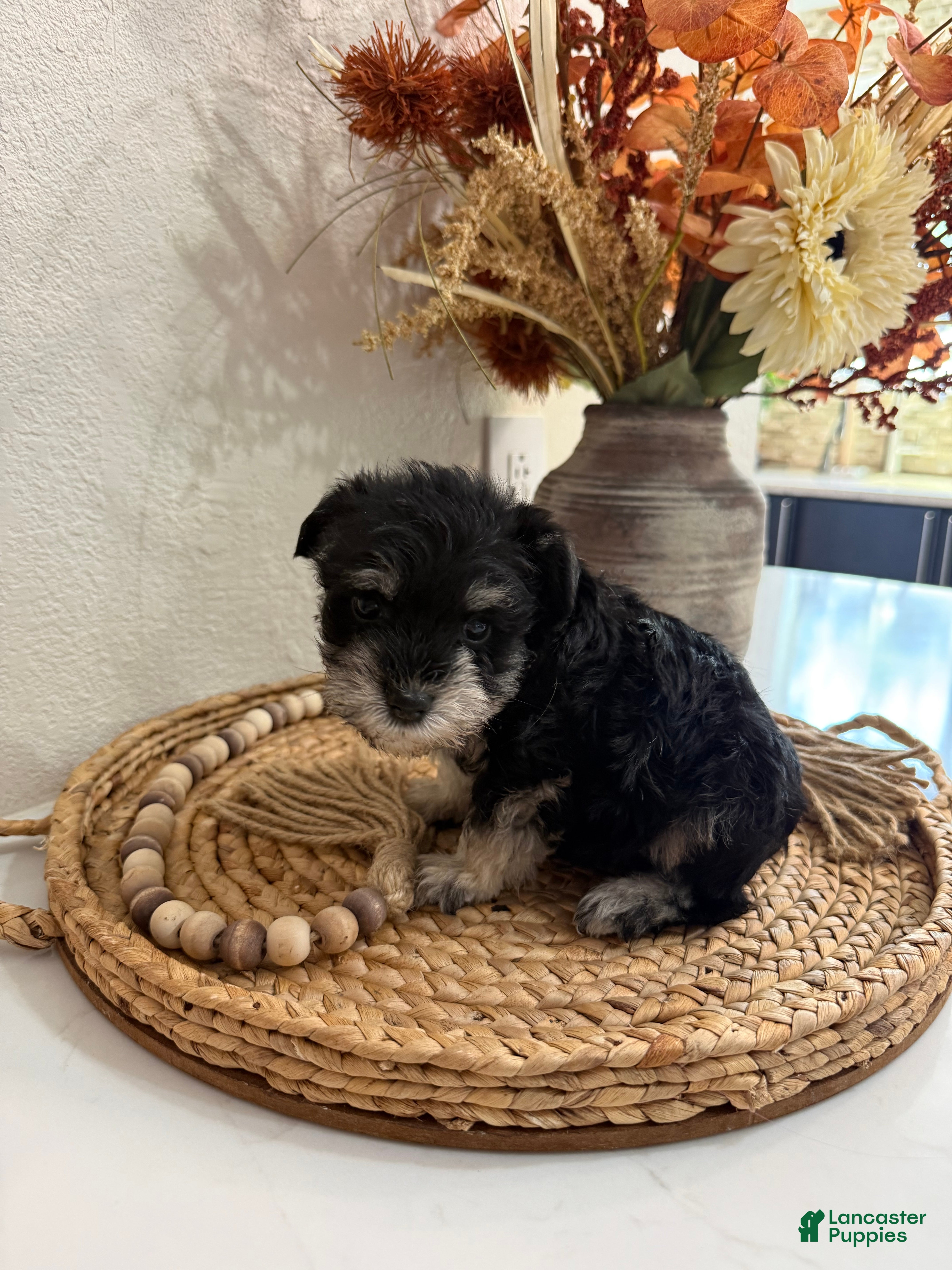 Miniature Schnauzer dogs Coconut - Ad 23